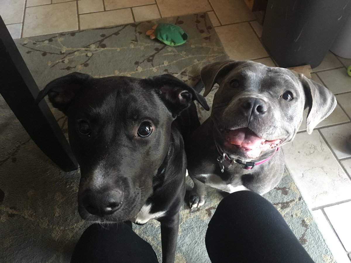 pibbleflicks's tweet photo. @chako_org Rescue pits are awesome. https://t.co/g5iDhU4P84