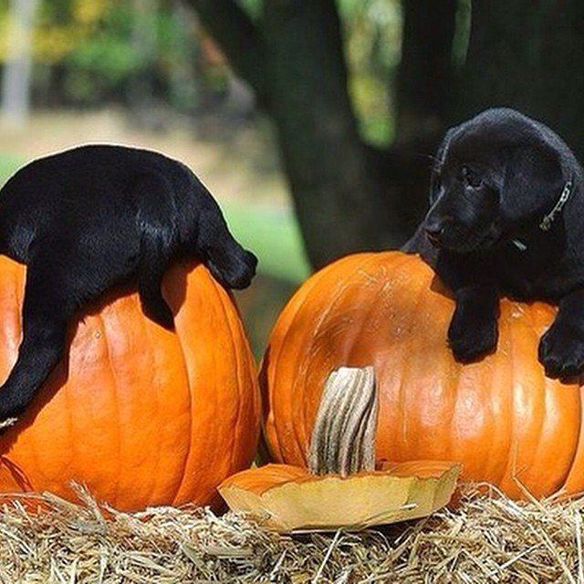 labrador247's tweet photo. I love labrador and maybe you too
#labradortshirt #labrador_for_life #christmaslab #labrador #labradoroftheday #labradorretriever 
#labradorretrieverblack #labradorretrieverbrasil https://t.co/PH5aNE8ESI