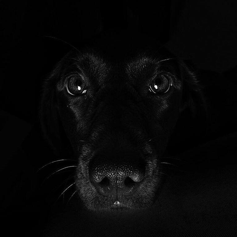 labrador247's tweet photo. labrador is one of my habits
#labradortshirt #labrador_for_life #christmaslab #labrador #labradoroftheday #labradorretriever 
#labradorretrieverblack #labradorretrieverbrasil https://t.co/fJahfupAzz