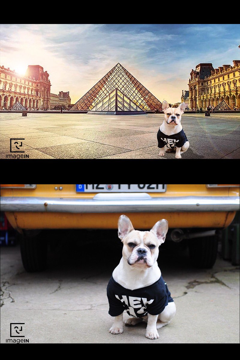 ImageINapp's tweet image. #ItsBeingALongTimeSince we’ve post a cute dog. So here you go. Remember to #ReplaceMyPlace within Imagein!! #ImageinLife