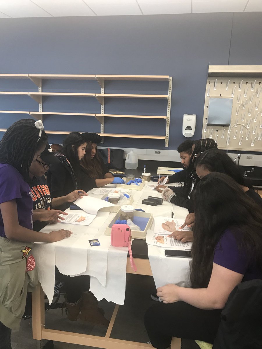 dramberhodges's tweet photo. Today my Physio Psych class hosted the SELF girls and taught them all about the brain! #SELFgirls #braindissections #MSUstudents #futurebears https://t.co/PMB4wbeUPG