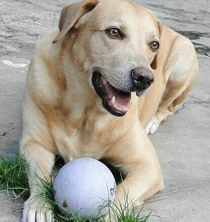 labrador247's tweet photo. Hello my lovely follwers
#labradortshirt #labrador_for_life #christmaslab #labrador #labradoroftheday #labradorretriever
#labradorretrieverblack #labradorretrieverbrasil https://t.co/4O53QQ1hBn