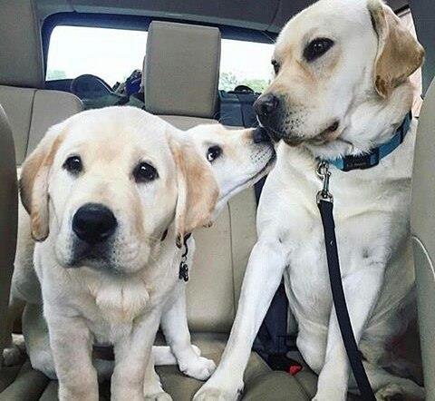 labrador247's tweet photo. Hey, fans of labrador
#labradortshirt #labrador_for_life #christmaslab #labrador #labradoroftheday #labradorretriever
#labradorretrieverblack #labradorretrieverbrasil https://t.co/q2V6DQmZnI