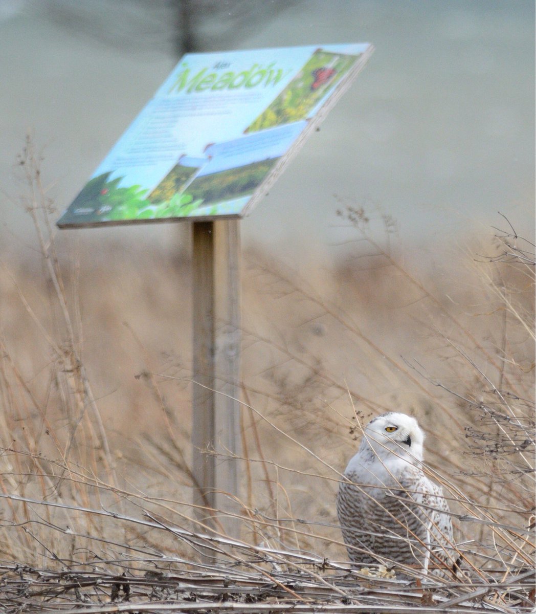 chris_mctweet's tweet image. New ambassador for @TownOfAjax ?  @newsdurham #wildindurham #wildlifephotography #snowyowl