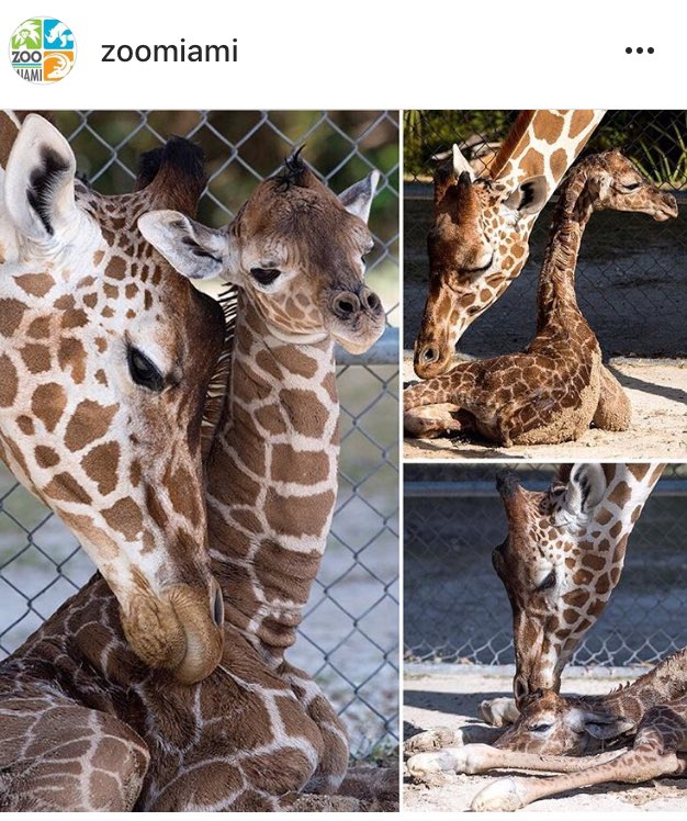 Congratulations <a href="/zoomiami/">Zoo Miami</a>! That’s a face we could look at all day.