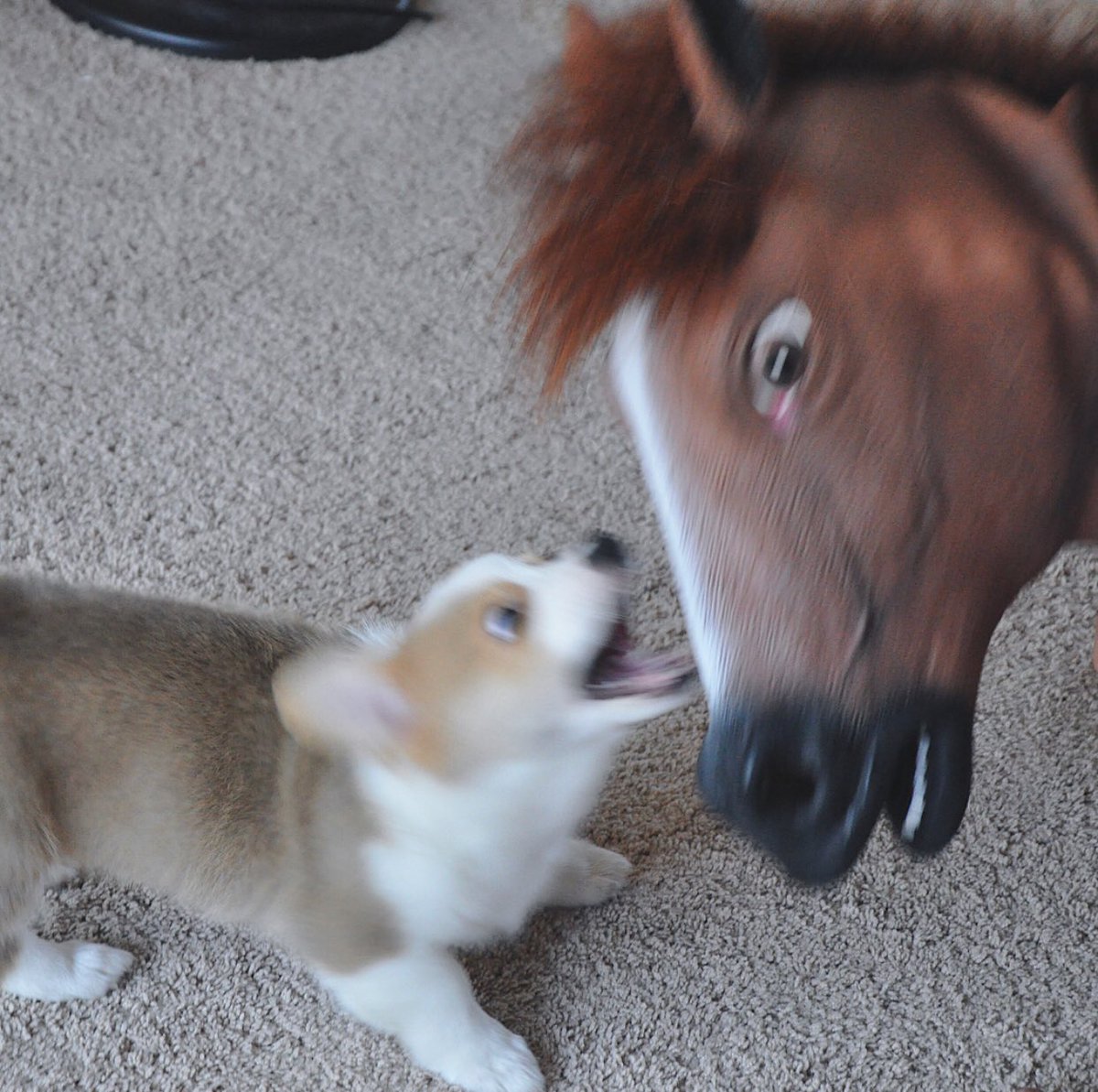 MathiasDKohler's tweet photo. My son doesn’t like horse man- https://t.co/iMYyEDyB52