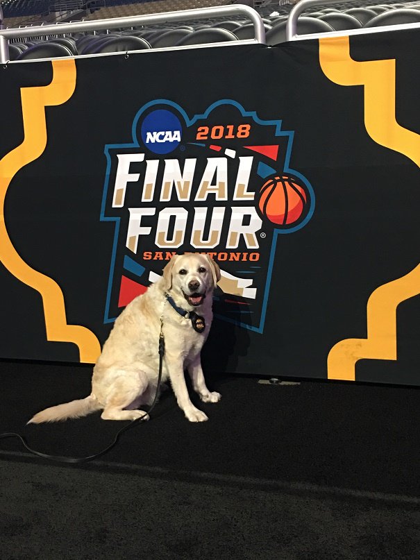 ATFHou's tweet photo. ATF K9 Nanny &amp; her handler conducted protective sweeps of the Alamodome, hundreds of vehicles, team buses &amp; equipment during the Final Four 2018 in San Antonio. Thank you K9 Nanny for keeping the public and event safe! https://t.co/5DG0AW8jCe
