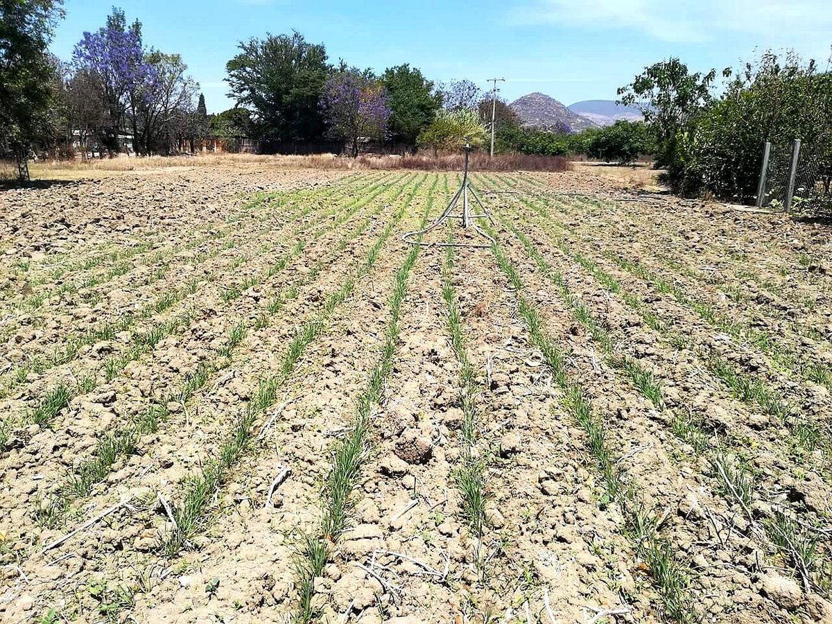 yashimvrc's tweet image. *Integradora de Básicos del Istmo SPR de RL*
Triticale como cultivo de rotación
#Oaxaca #YoSiembroAC #HubPSur #IBI