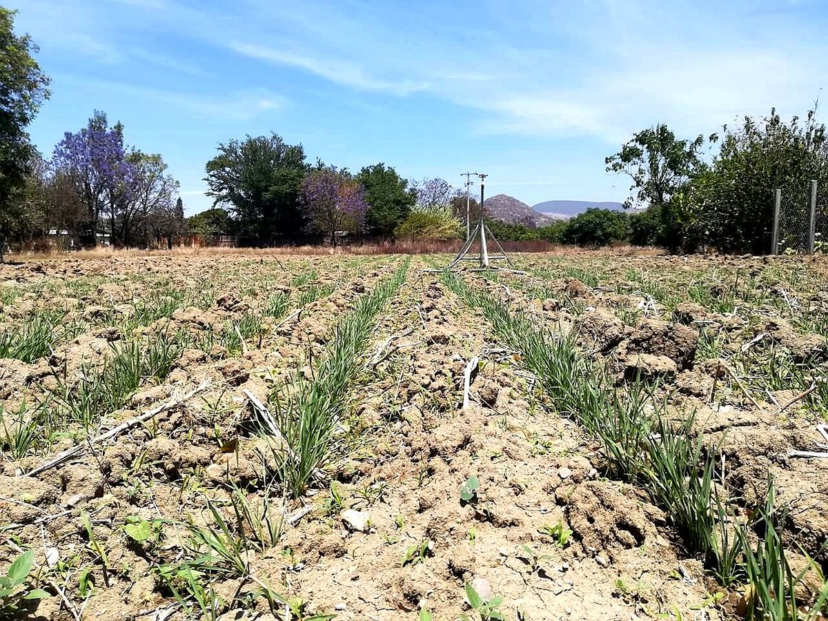 yashimvrc's tweet image. *Integradora de Básicos del Istmo SPR de RL*
Triticale como cultivo de rotación
#Oaxaca #YoSiembroAC #HubPSur #IBI