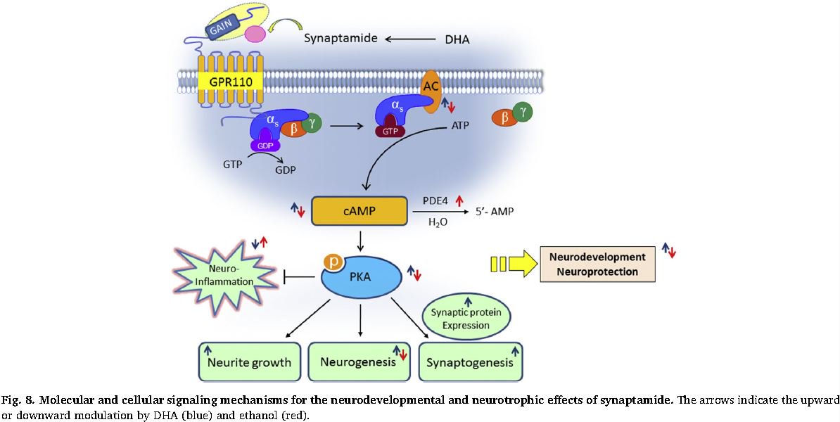 npure3's tweet photo. #Synaptamide (N-Docosahexaenoylethanolamine) from #DHA #Omega3 potently promotes #neurogenesis, #neuritogenesis, #synaptogenesis, stimulate #axon growth & ameliorates #neuroinflammation. https://t.co/u9k0eFh5KY
#GPR110 #brain #nutrition #neuroscience https://t.co/jpdpo3YdwD