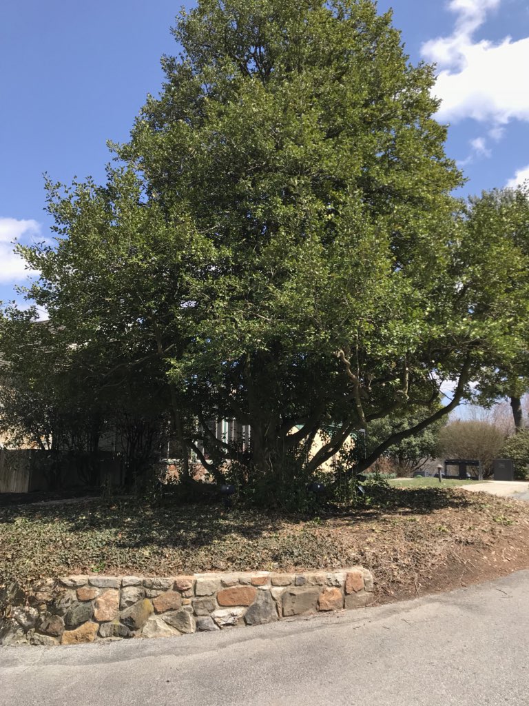 The Holly tree out front of the clubhouse before vs. after a much needed pruning. The up-lighting will now be visible #Hartefeld