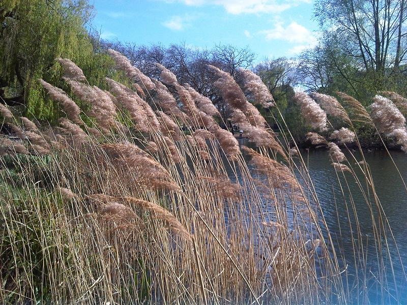 gtainvasion's tweet photo. #Phragmites has made its way through all Canadian provinces! The spread is causing serious problems for many other #plants because of a special chemical weapon: a toxic acid that kills off neighbouring plants. Come learn more at #GTAinvasion #scarborough https://t.co/o9xN2VZqA1