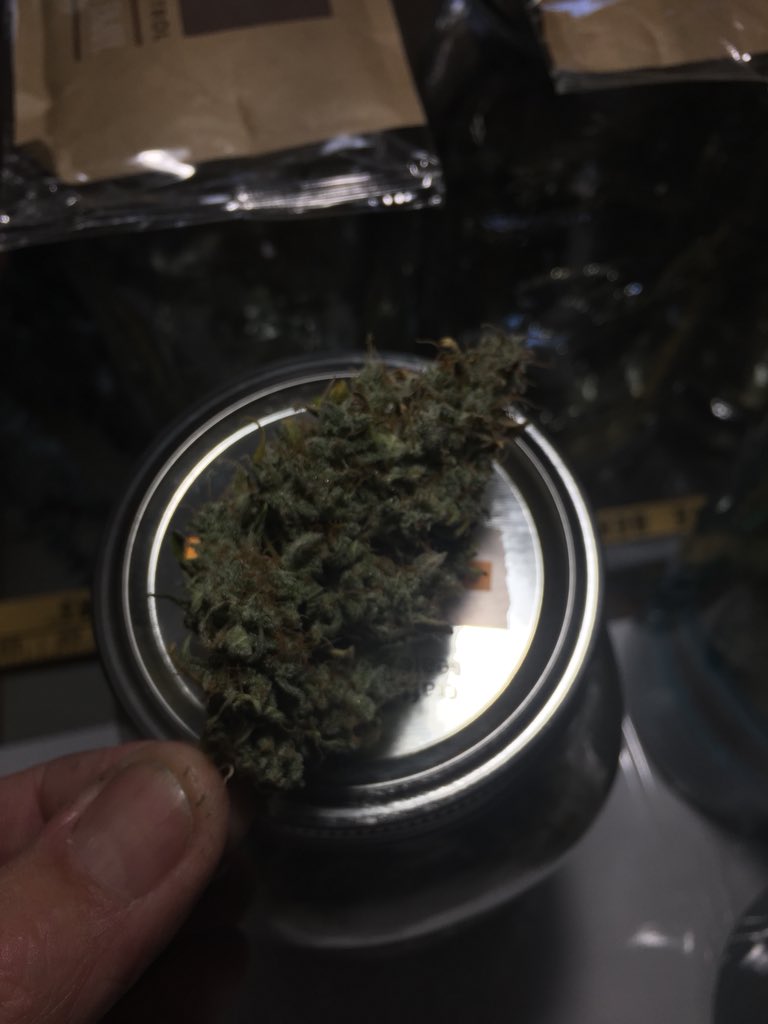 LaboratoriesC's tweet image. Time to give Tutankhamon a try!! 
Fire in the hole!! #cannabus #autoflower #grower