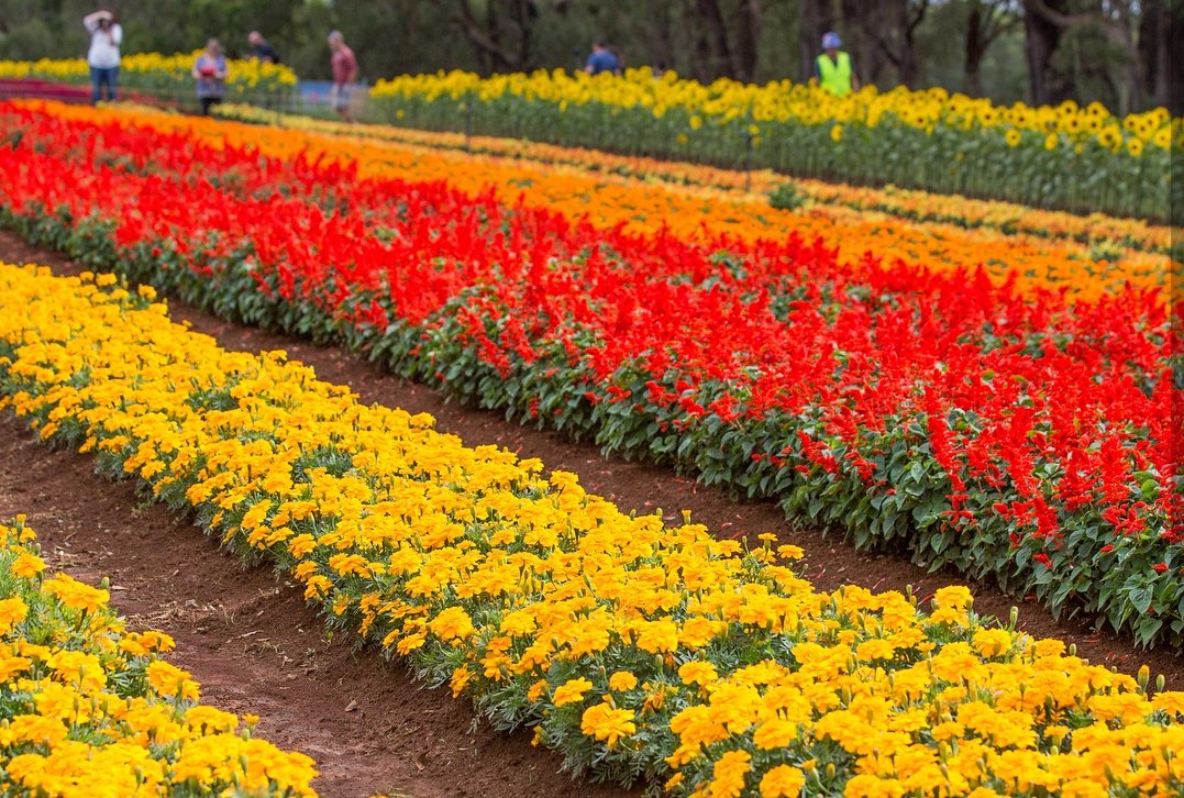 Win your way to #Tesselaar's #Kabloom Festival in Silvan + $150 to spend there, by listening to the #MoreMusicBreakfastShow before 8am this morning! #Melbourne #SchoolHolidays