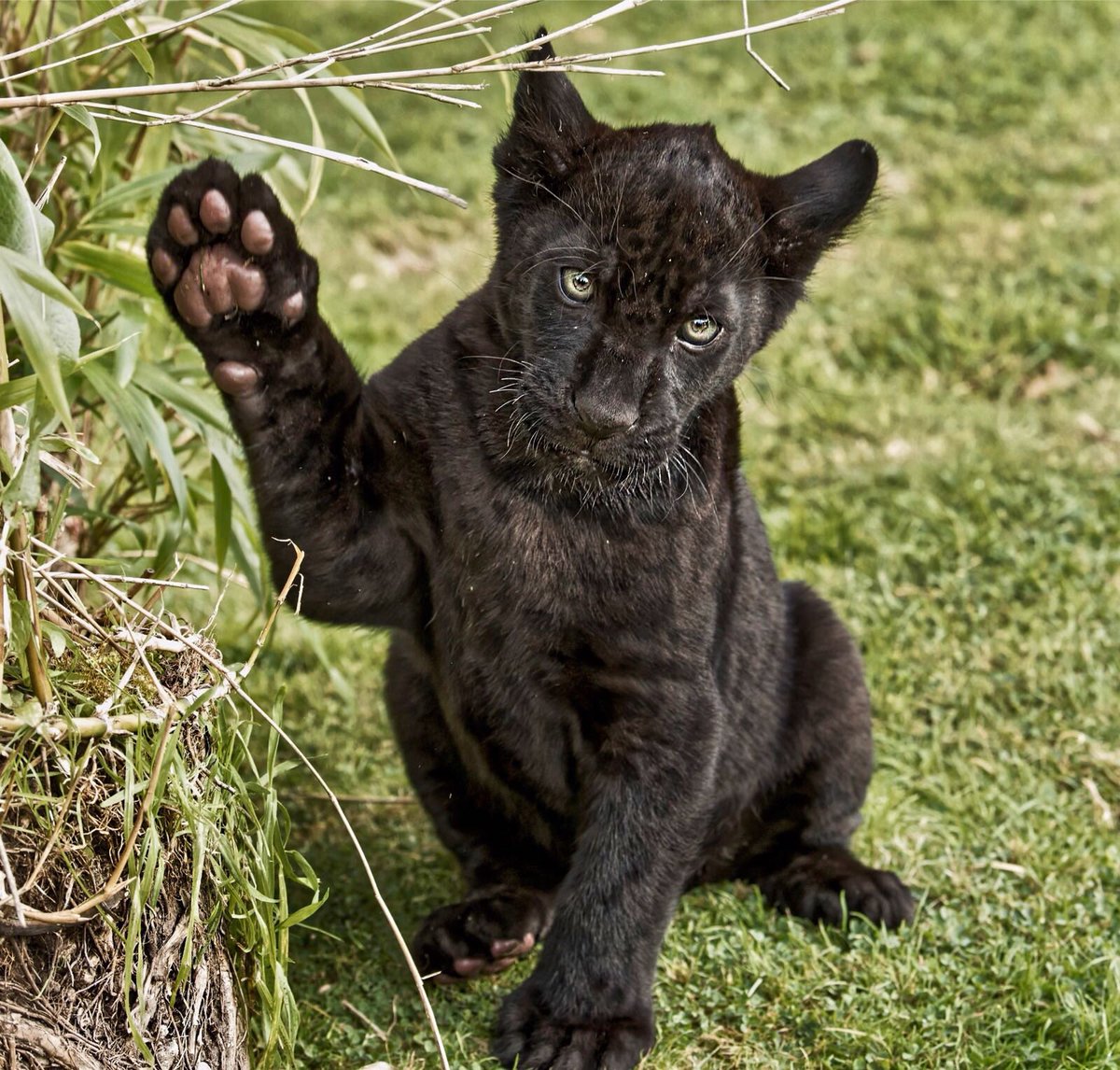Maya the jaguar