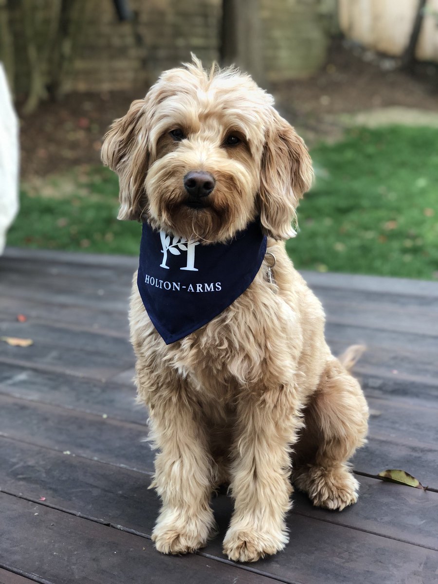 HoltonStore's tweet photo. Look how handsome Jackson looks in his Holton bandanna!
#holtonstore #holtonalumae https://t.co/Y3gY5beOyJ