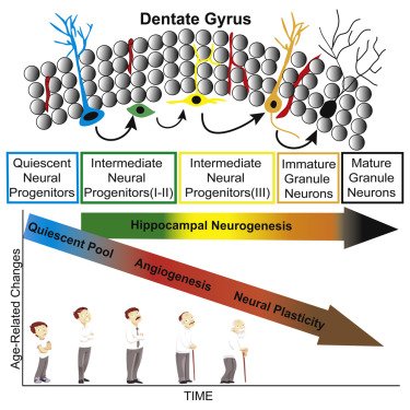 CellStemCell's tweet photo. New from @DrMauraBoldrini &amp; Co @Columbia:"Human Hippocampal Neurogenesis Persists throughout Aging."Assessing whole autopsy hippocampi from healthy humans shows preserved neurogenesis in older subjects(up2 age 79) https://t.co/CIUbrttcF2. Stay tuned for commentary &amp; context soon! https://t.co/eT0hHmmZEr