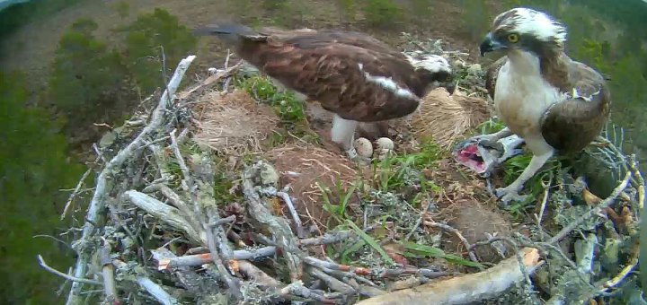 Easter reunion for Scotland’s favourite Osprey pair wildlifearticles.co.uk/easter-reunion…