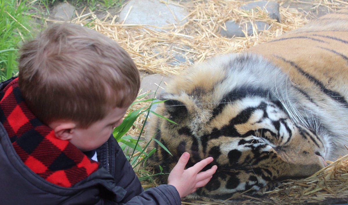 Mrs_DCraig's tweet photo. Note to self don't let the kids put the tiger! 😂
Just kidding - this big guy was sleeping by the glass 😉. .
.
.
They loved the @sanfranciscozoo #zoo #sanfrancisco #bayarea #homesweethome #sanfran #sanfranciscozoo #motherhood #tiger #happinessinprogress #happiness https://t.co/n3bqKy2qIz