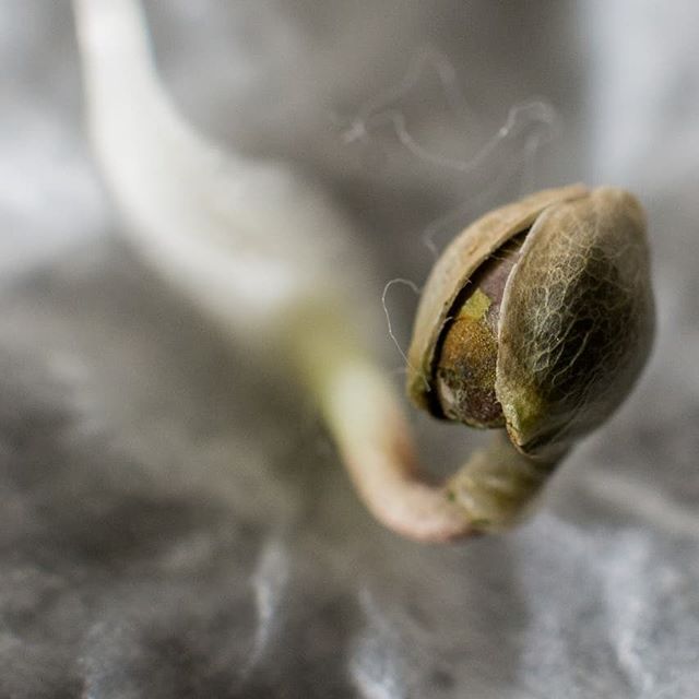 The start of something beautiful! #FinestSeedCollection #ParadiseSeeds #jackywhite