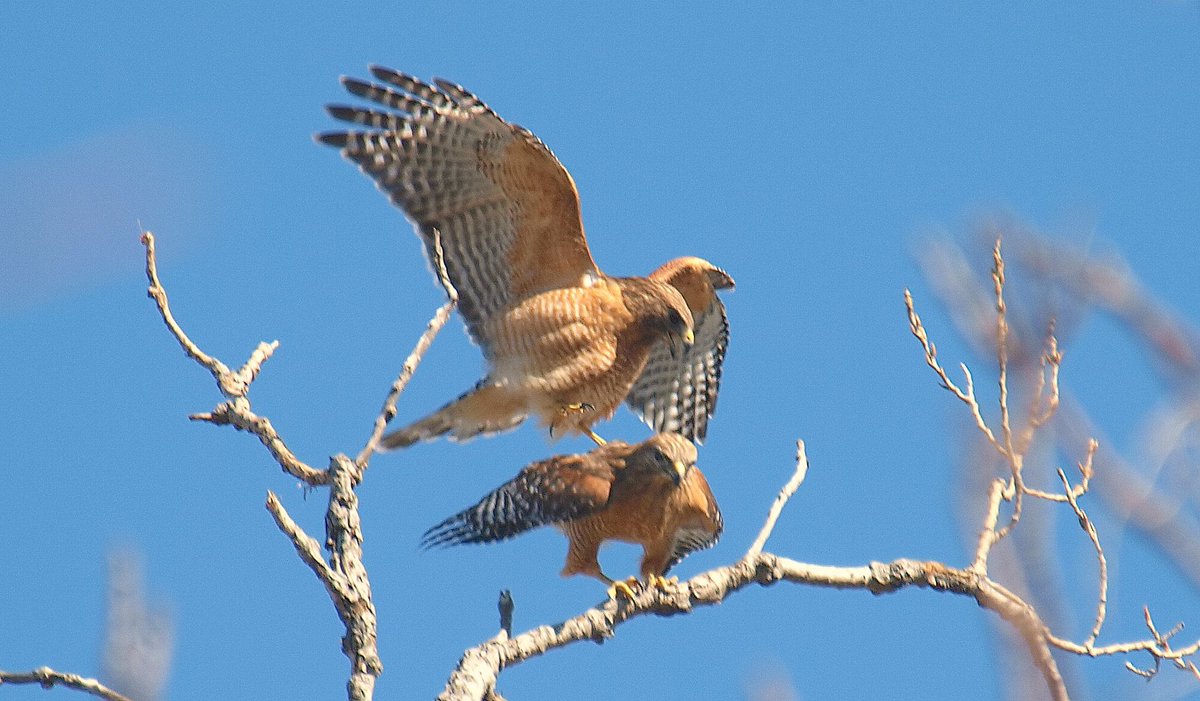 kala61857's tweet image. Hawk Mating Behavior
12 part behavior series, use link below for all 12. A pair I&apos;m familiar with who just happened to do this in front of me in a tree top in full sun
Red-shouldered Hawk(Buteo lineatus)
kapturedbykala.com/Birds/i-zkrzxQ…
#WhiteRockLake #hawks #matingbehavior #raptors #hawk
