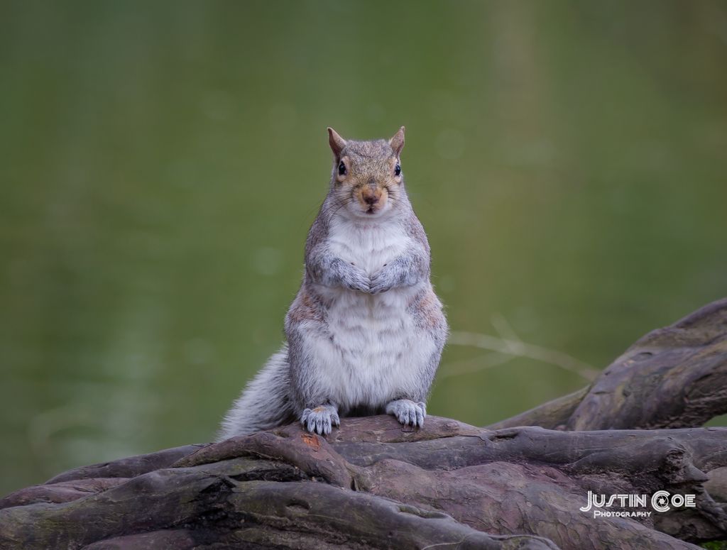 Cute Squirrel just sitting by the rivers edge. #squirrel #cute #adorable #fluffytail #fluffyfur #squirrellover #squirrelsofinstagram #cutesquirrel #squirrelplush #plushiesofinstagram #plushie  #springbreak #squirrely #chipmunk #cuteoverload #rodentappreciation @justin.photo.coe