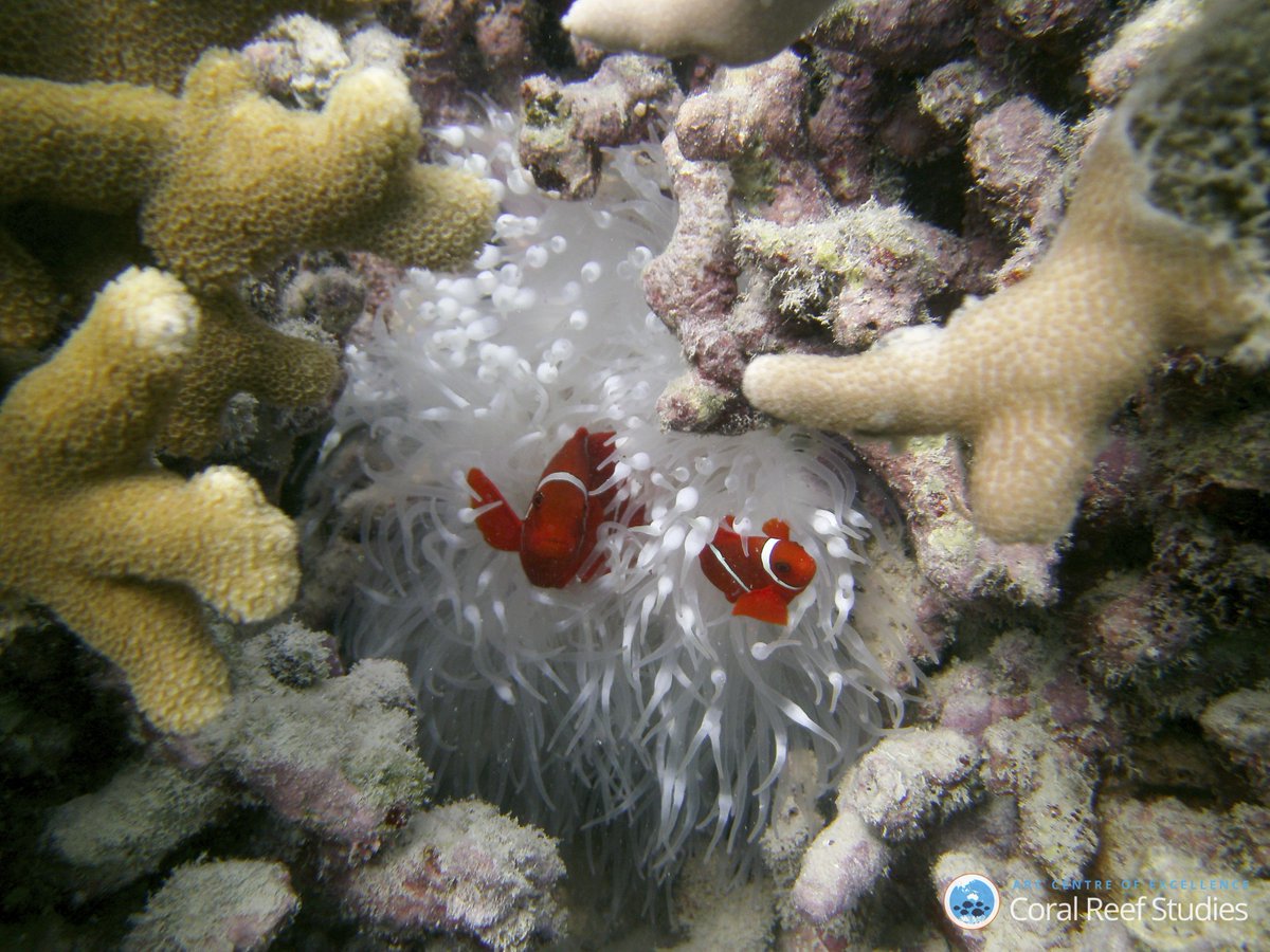 jcu's tweet photo. New research finds coral bleaching threatens more than coral. 
https://t.co/WejcPh1Eog https://t.co/mV4tMrNOSh