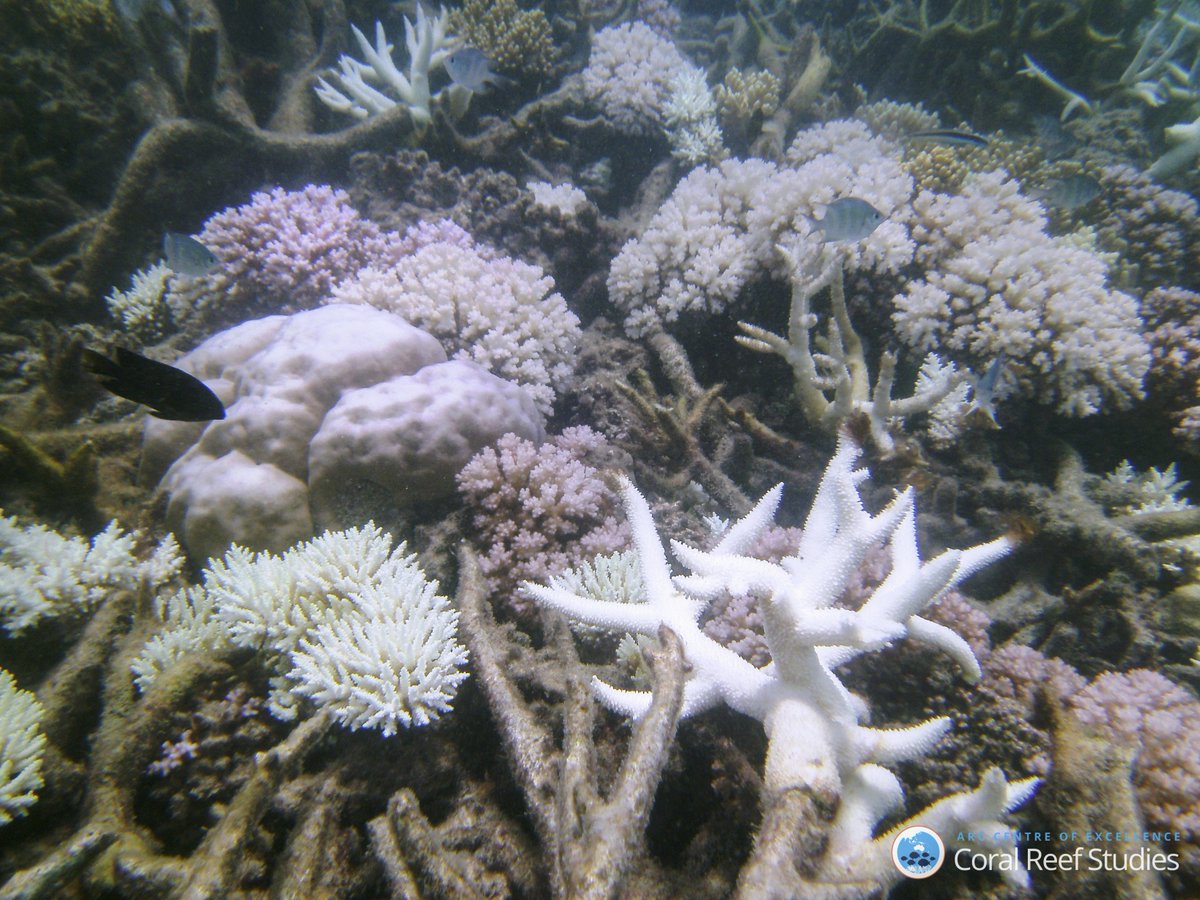 jcu's tweet photo. New research finds coral bleaching threatens more than coral. 
https://t.co/WejcPh1Eog https://t.co/mV4tMrNOSh