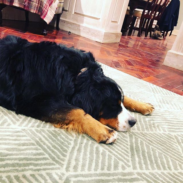 When u weigh 45kg but still sleep like u a puppy 😴😍 #bernesemountaindoglovers #lovebernesemountain_dog_feature #dailybernese #cutepetclub #dogsofinstaworld #bernesemountaindog #topdogphoto 
#bernese_feature #berners #bernersofig  #bernerlife #bernerd… ift.tt/2q6FSAm