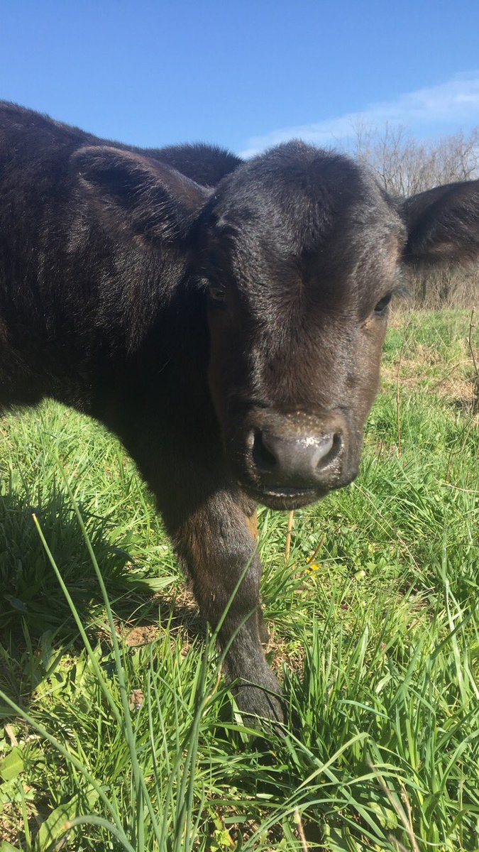 JPile15's tweet photo. The sweetest baby calf in all the land. 😜 https://t.co/9SlxxmENR6