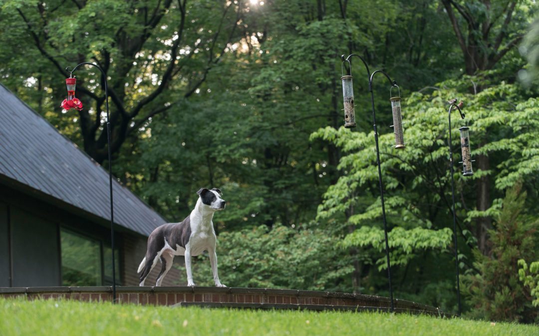 TurfMutt's tweet photo. Dogscaping is a thing this spring. Read TurfMutt's 8 tips to make your yard the best place for your pet. https://t.co/AadIcPxAXf
#spring #livinglandscape #backyardready #dogscaping https://t.co/S15uYsBPXA