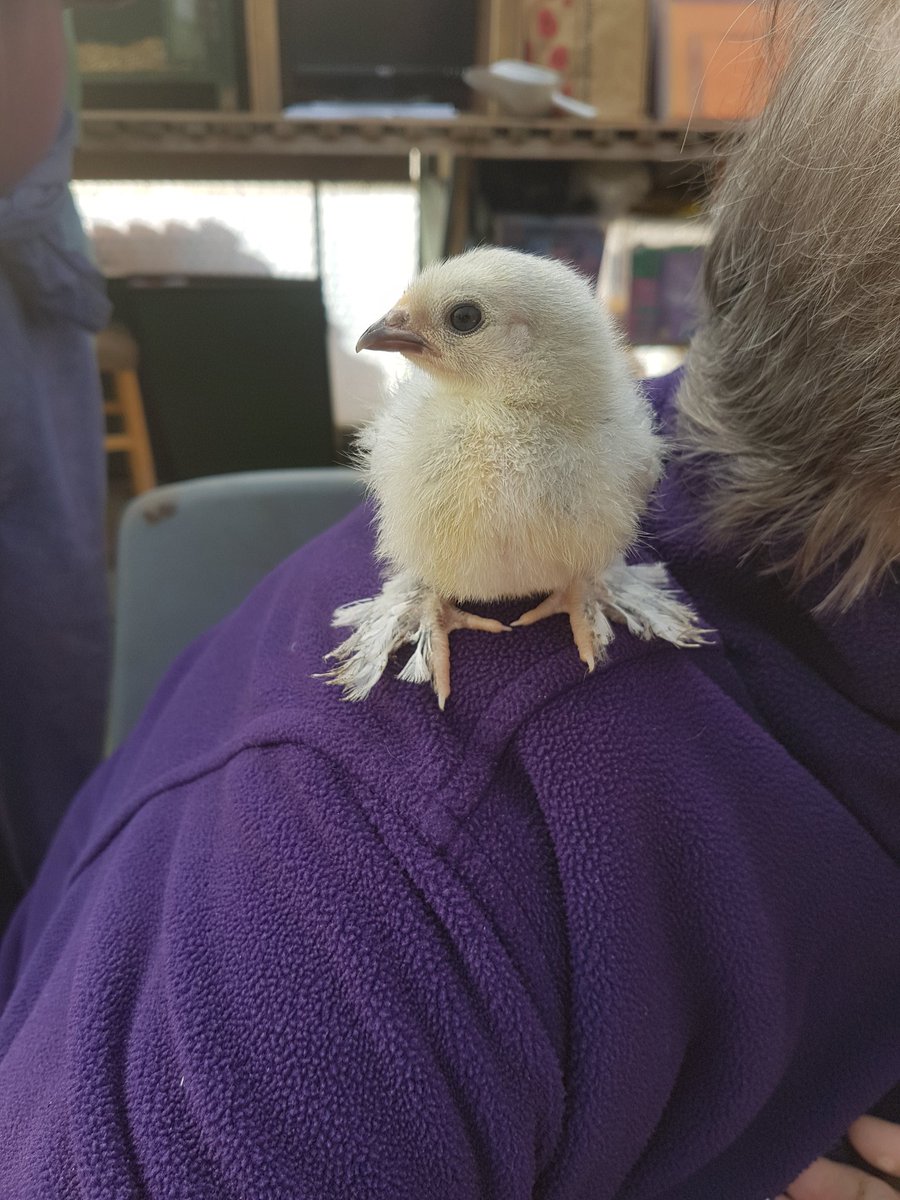growandsow's tweet photo. The chickens who think they are parrots #growandsow #Rowde @Hftonline. https://t.co/TkcTtl8Y4C