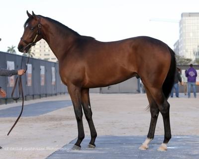 Bourbon Lane Stable tweet media