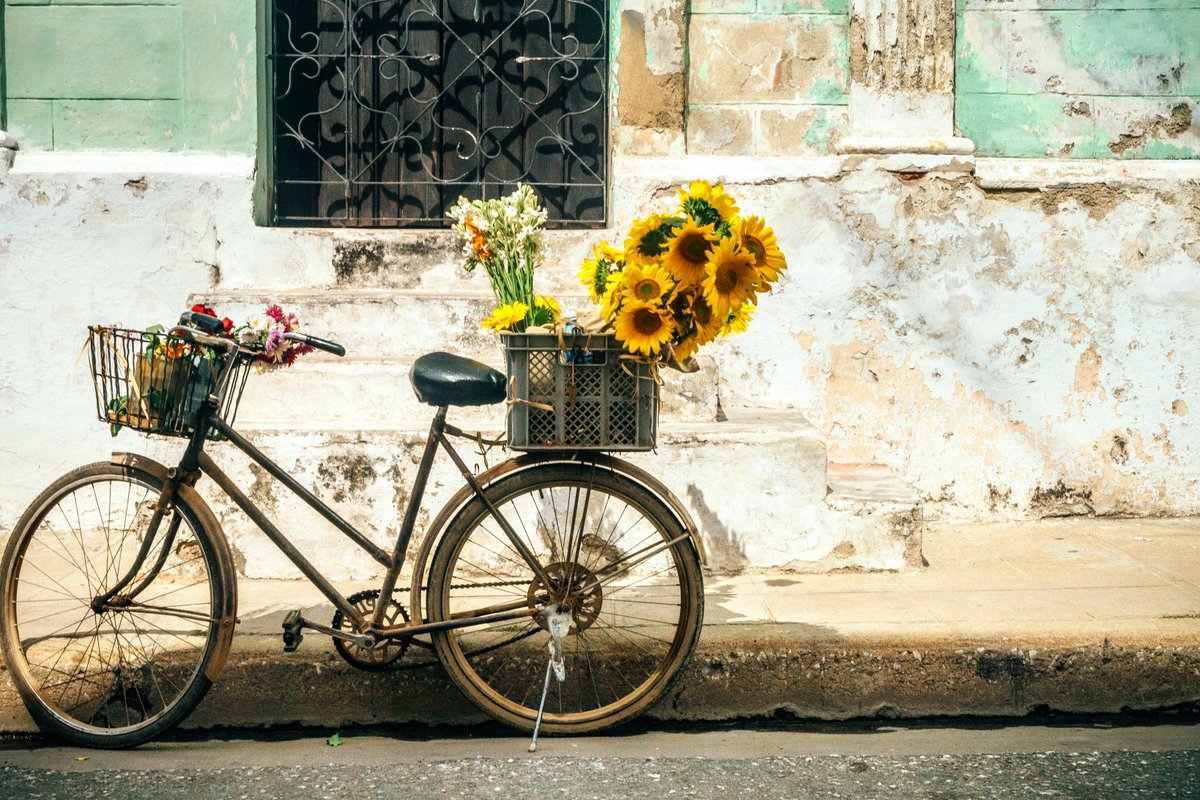 CubaTravelServ's tweet photo. Flowers in Cuba 🌸💐🇨🇺 Did you know there’s more than 6,000 species of flora in Cuba? So much to see on this beautiful island. Come visit! ✈️🌴#Havana #LaHabana #Cuba #ColorsofCuba #spring #primavera #flowers #flora #nature #aroundtheworld #flowers #BestOf #TravelGuide https://t.co/YaNB26WGMc