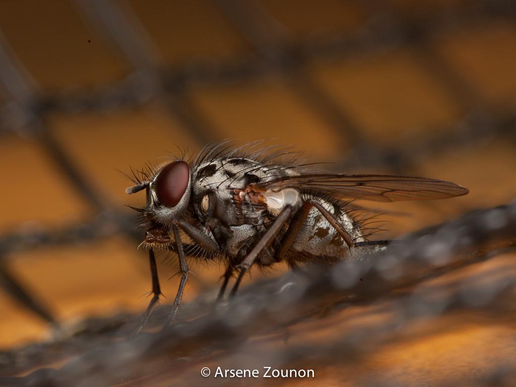 zounars's tweet photo. Stomoxys calcitrans, Stable fly, Mou he charbonneuse, Mosca cavalina https://t.co/eOdR28PHUK