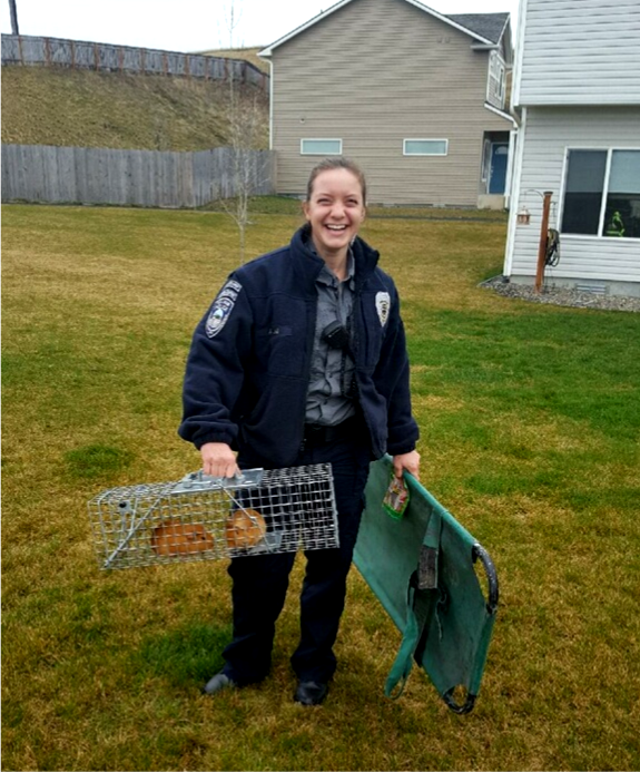 PullmanPolice's tweet photo. Meet Ashley Lam, former PPD Records Specialist and our newest Code Enforcement Officer. She's only been in her new role for a few short weeks, but Officer Lam has already responded to her first guinea pig call!
#GuineasGoneWild #PigsOnTheLamb #PullmanProblems https://t.co/EbdTMRdBXf