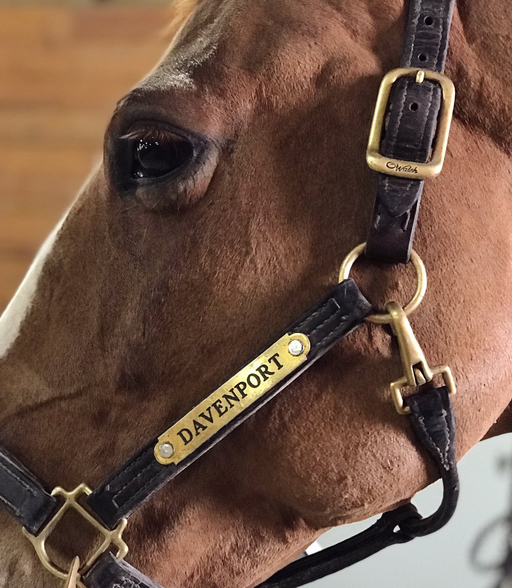 I call horses 'divine mirrors' - they reflect back the emotions you put in. If you put in love and respect and kindness and curiosity, the horse will return that. ~ Allan Hamilton
#quotestoliveby #equestrian