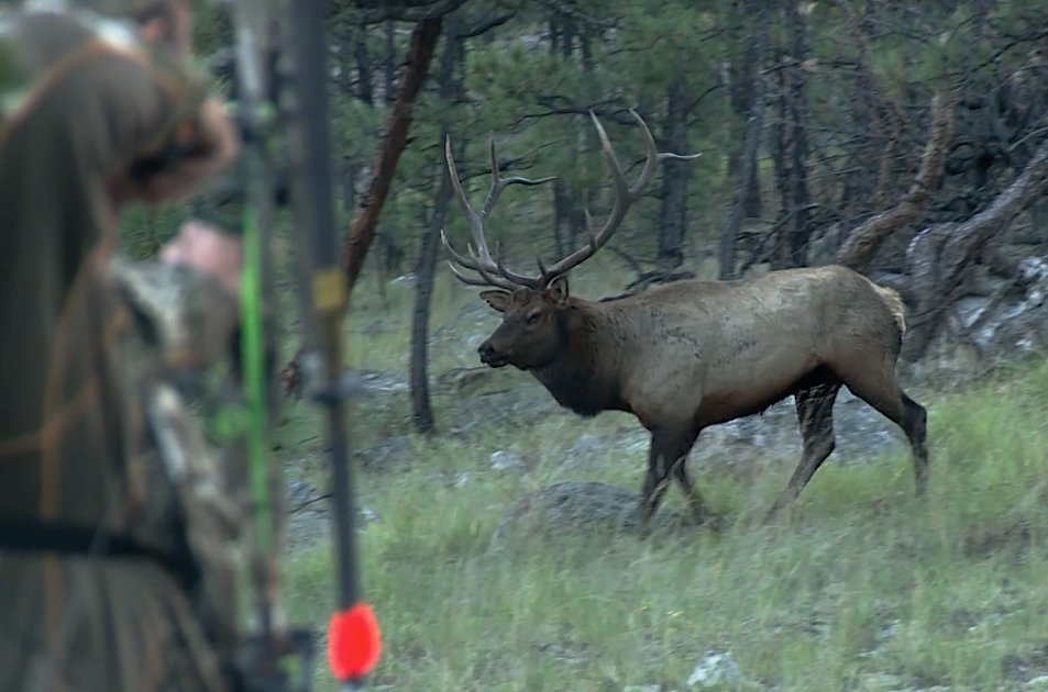 OUTDChannel's tweet photo. What's YOUR favorite game animal to hunt??? @HeadHunters_TV - TONIGHT at 7:30pm ET - More HERE: https://t.co/sEWofErknK | #HeadHuntersTV #hunting #elkhunting #bowhuting #outdoors #adventure https://t.co/aru5AbHFHs