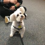 Photo by Rescue Animal Awareness Week @ Naz (@RescuesAtNaz)