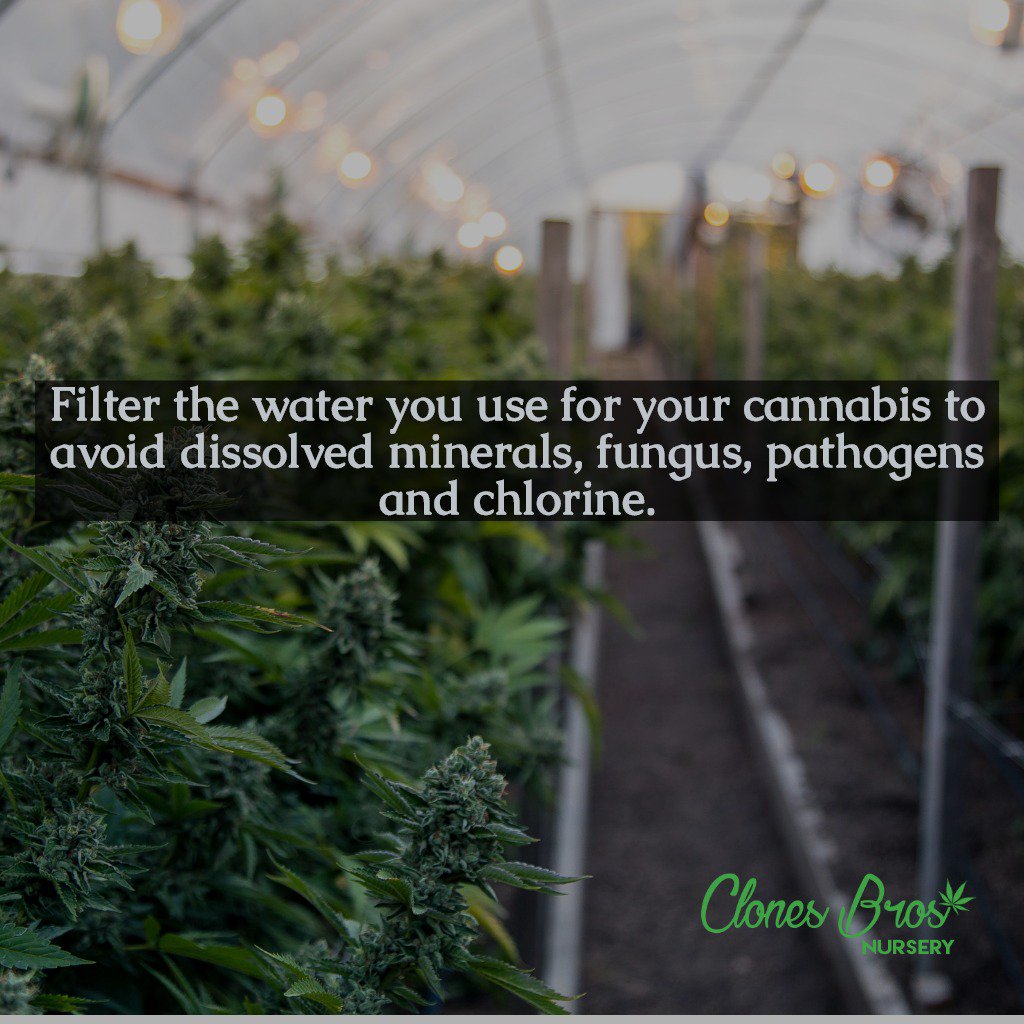 ClonesBros's tweet photo. Growing 101 tip: Take care of those plants and give them the fancy water they deserve. https://t.co/8sU0zuE9yE