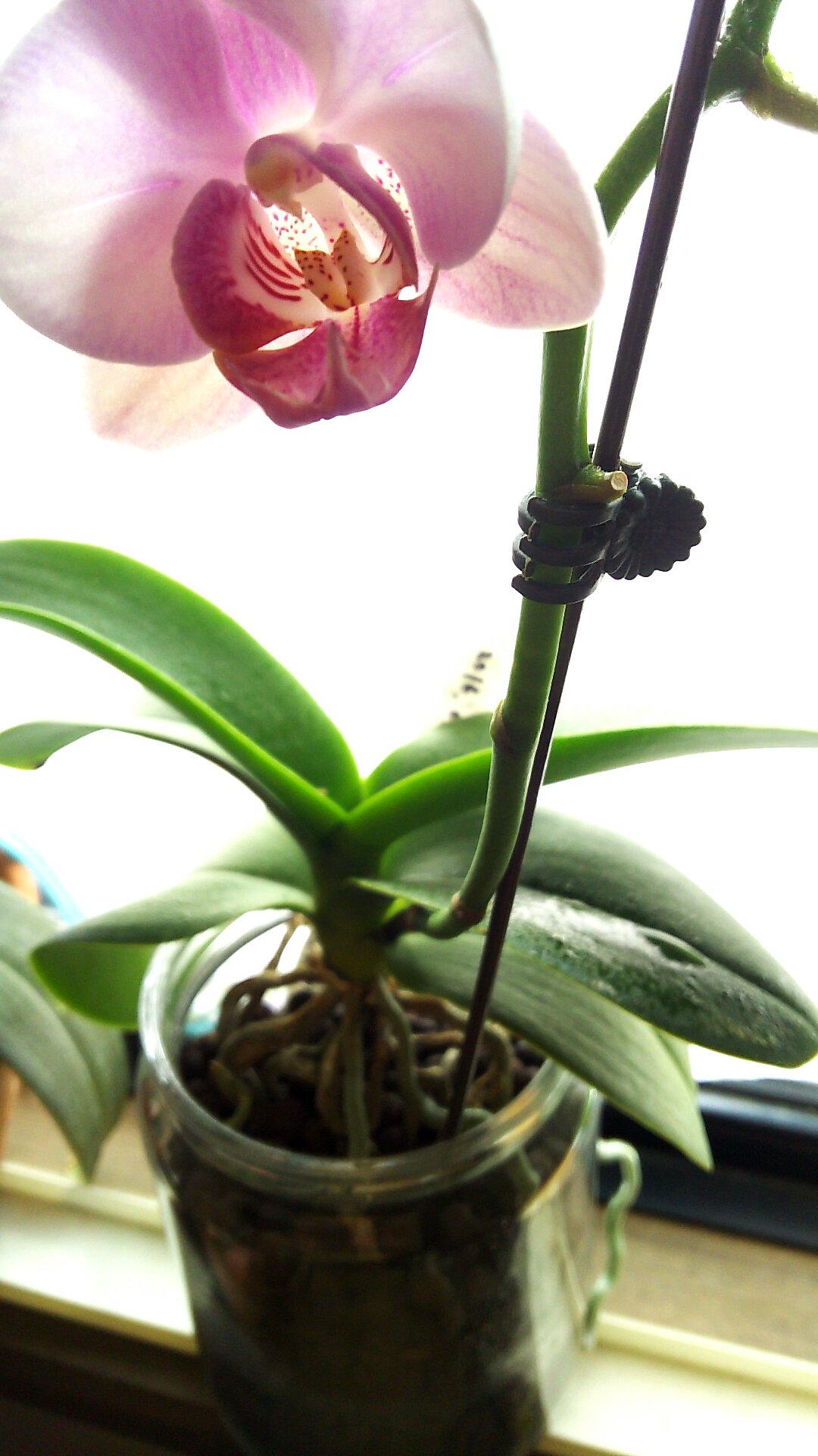 ぱお ハイドロカルチャーに植え替えてから 初めて咲いた 嬉しい 水苔じゃなくても咲くよ 胡蝶蘭 ファレノプシス 水耕栽培 ハイドロカルチャー T Co Swmdgi0oje Twitter