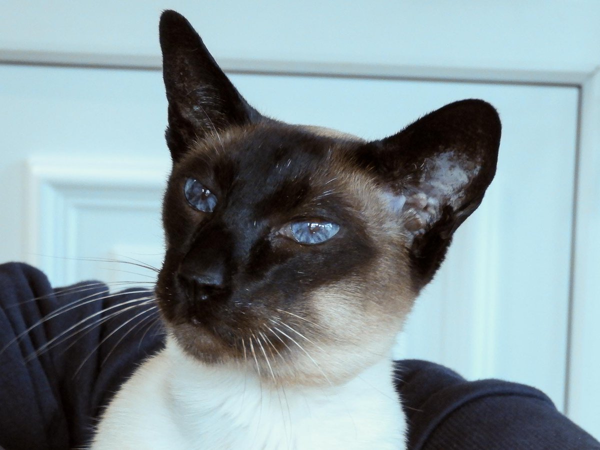 Diablo_Siamese's tweet photo. This #oldboy is better than he has been for years since having all his teeth out #voodythedood #lookafteryourtheeth #sealpointsiamese #goodcameraisout #Nikon https://t.co/TT6ks92MXW