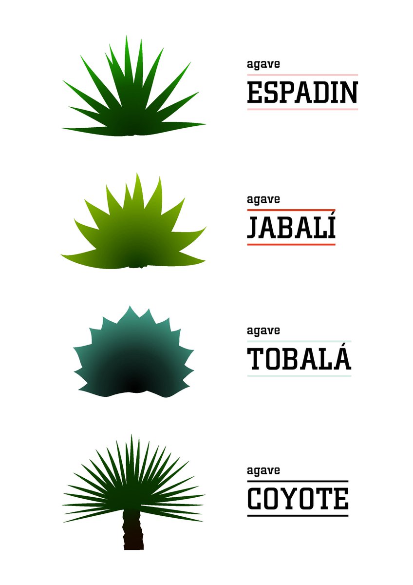 espadin #jabali #tobala #coyote The finest agaves for the finest mezcal.  Follow us and join the Agave Experience ...