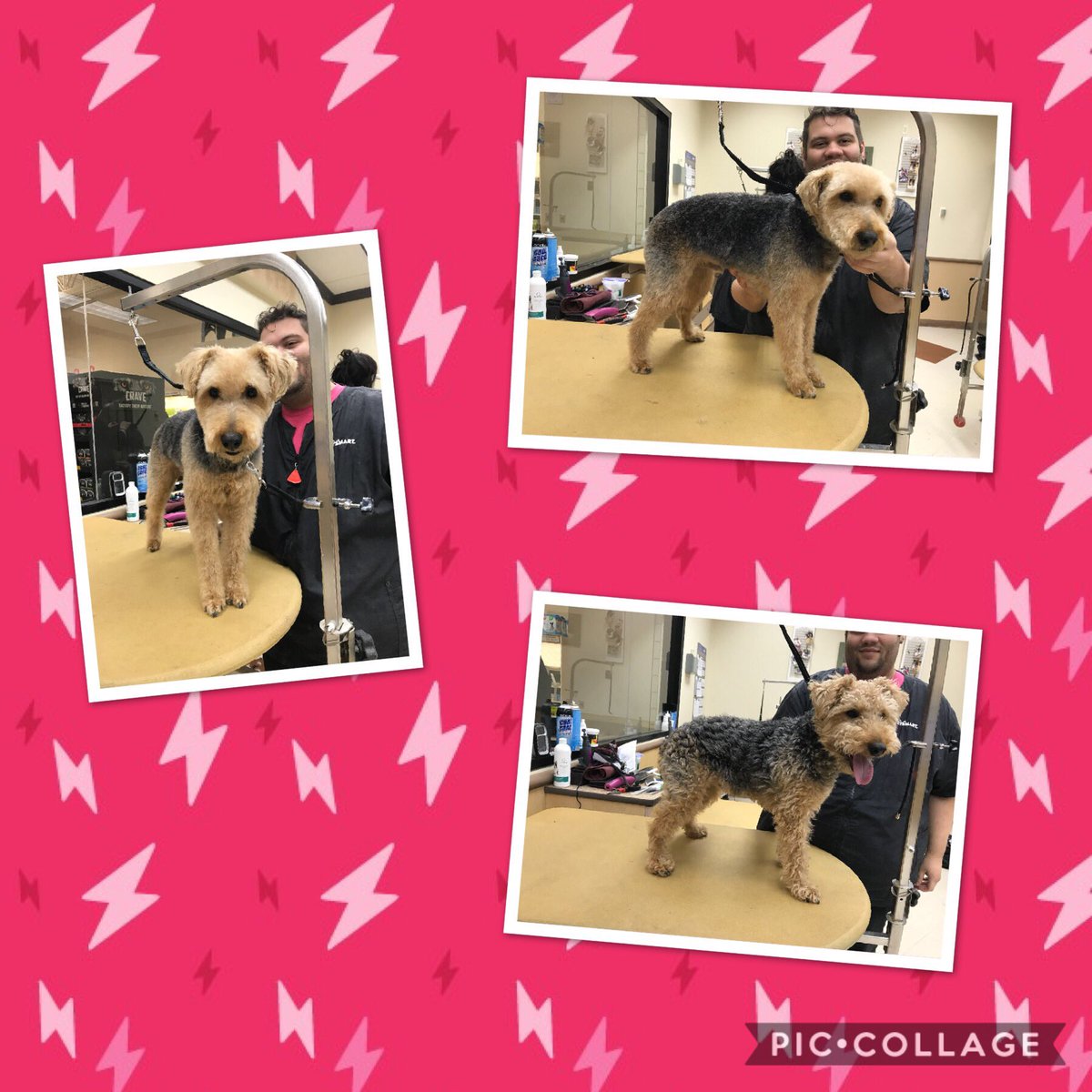 Eddie came in for a spring cleaning with Travis today #northeastgrooming #1481 #sepa category extreme makeover <a href="/mary_datsepa1/">Mary DAT SE PA/C PA</a> <a href="/allen_webb/">Webb Allen</a> <a href="/Monicalovespets/">PetSmartNortheast</a> <a href="/ssklr11/">Kristie Reisenweaver</a>