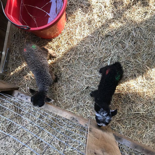 We have so many lambs now, it’s hard to keep track. So I picked up some livestock grease sticks and made polka dot patterns on their butts. #shetlandsheep #sheeplife #sheepofinstagram #lambingseason ift.tt/2q9uYZO