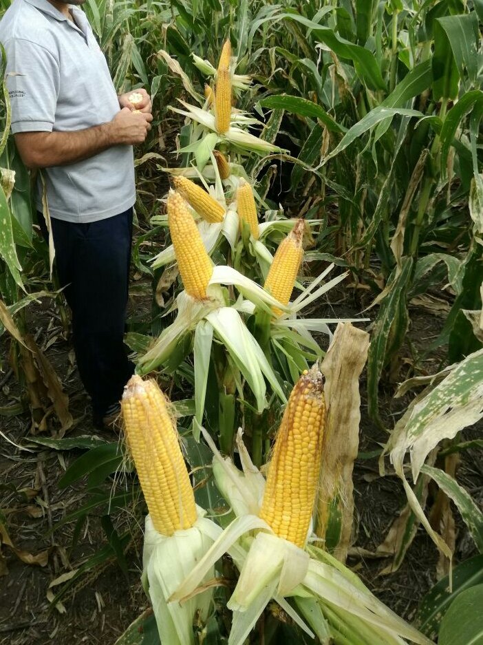 Dealers_Pioneer's tweet photo. #P2005 con 28mil pl/ha en #MCascallares Siembra 6/12. Espiga principal + macollo fértil #Maíz #NuevosHíbridos #Sudeste https://t.co/wsf4GnbuDT