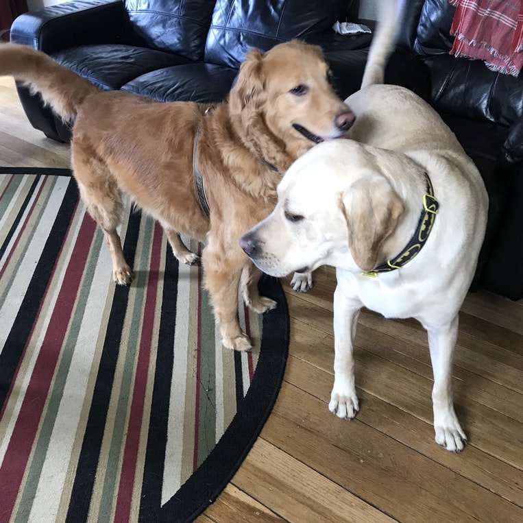 taleinthetail's tweet photo. Dude.. You are in my personal space.
Only I am allowed to come this close to you.. you can't do the same to me.
.
.
.
#leothelab #yellowlab #goldenretriever #sayhello #newfriends #sfpets #bayareadogs #funnydogs #spaceinvader #getouttamyface #waitingtoerupt #roverdogboarding https://t.co/Bf0qFoFkhW