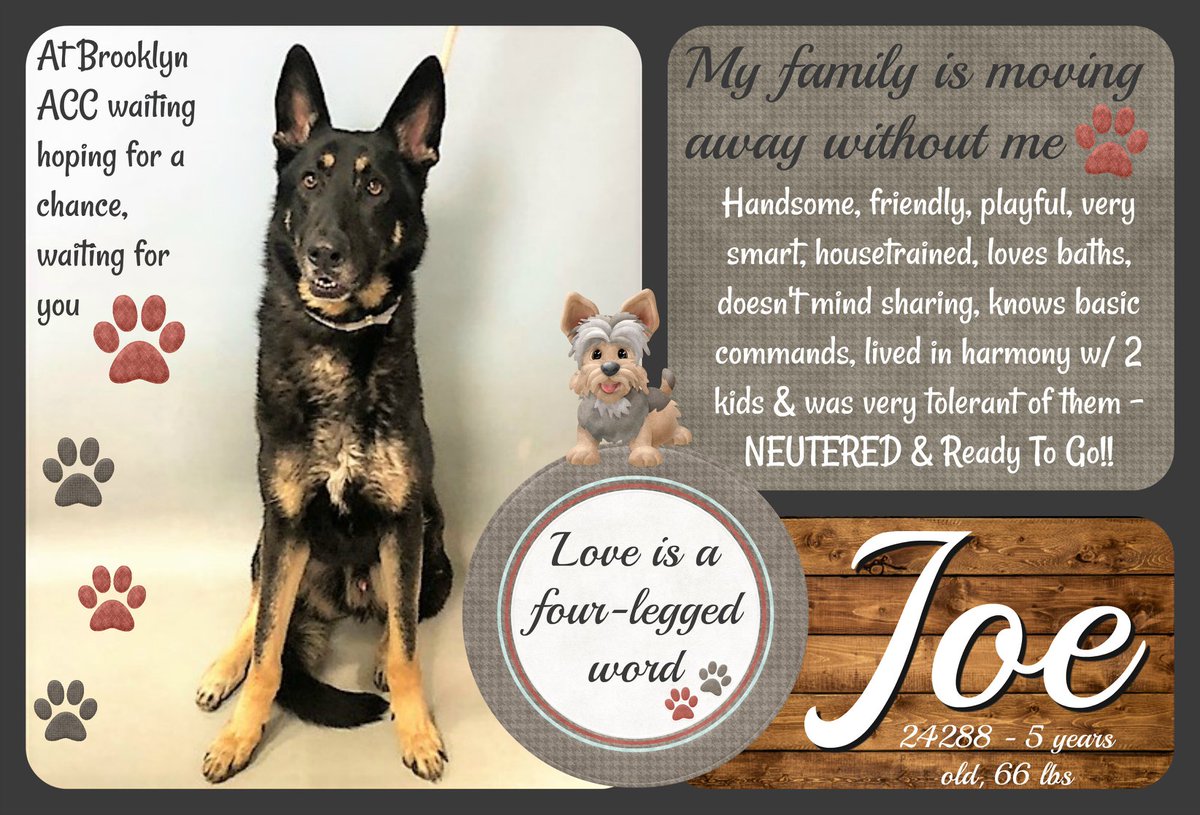 gaviota330's tweet photo. JOE STILL ALIVE
ID#24288
#NYC ACC 2 KILL 4/6
LOYAL BOY
5 Y OLD
PLAYFUL &amp; GENTLE W/FAM KIDS
SMART
HOUSETRAINED
WELL BEHAVED
MISSES FAMILY
NEED RESCUE
RESCUES NEED FOSTER OR ADOPTER TO PULL
FOSTERING IS FREE &amp; TEMPORARY
GUIDANCE:
https://t.co/pV3hfOX4Qp
MustlovedogsNYC@gmail.com https://t.co/Ihtfuqsmn9