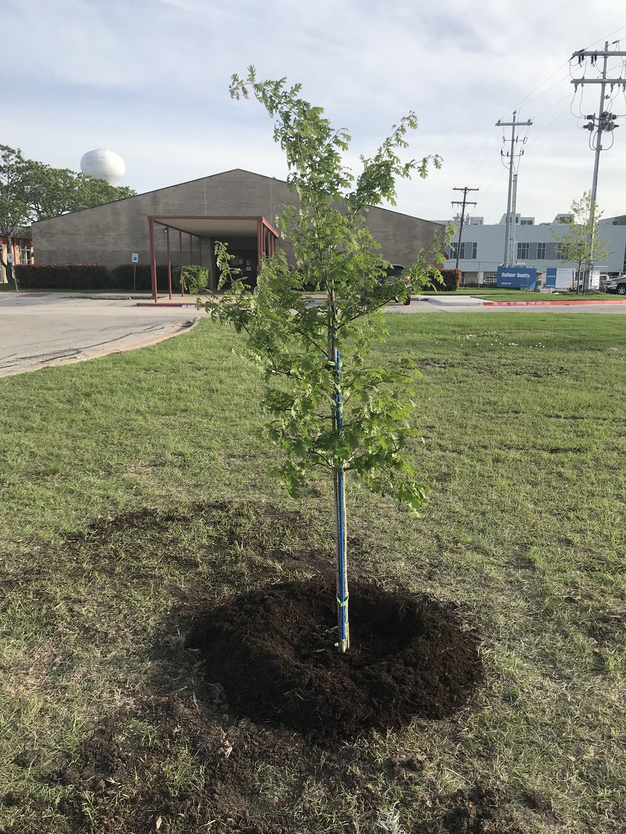 InteractMNTHS's tweet photo. Yesterday we planted the Tree of Hope on campus @ManorNewTech . #MakeADifference #TitanUp #OurHouse https://t.co/WY3yVyAPyS