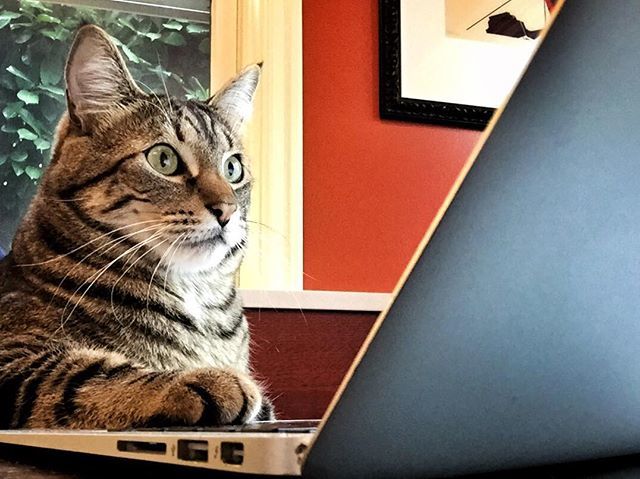 theaskaproducer's tweet photo. Get to work. (Totally copying @micheleromeronyc !)
#lincolnandarcher #andybatt #ipostalotofcats #cattop #kitty🐱 #catsofig https://t.co/j4qSSPVwaH https://t.co/QxJDpJ65yV